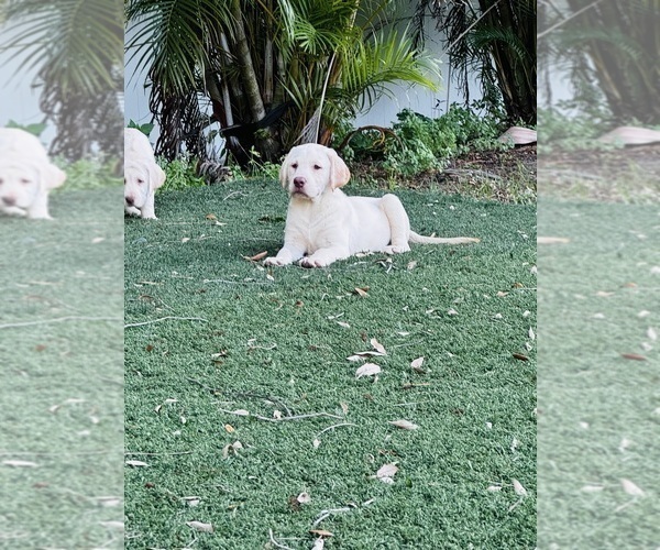 Medium Photo #4 Labrador Retriever Puppy For Sale in TAMPA, FL, USA