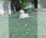 Small Photo #4 Labrador Retriever Puppy For Sale in TAMPA, FL, USA