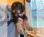 Small Photo #14 Bernedoodle Puppy For Sale in REYNOLDSBURG, OH, USA