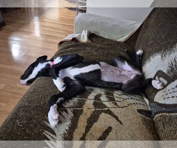 Medium Photo #14 Mutt Puppy For Sale in Germantown, OH, USA