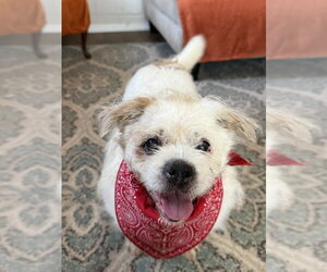 Buddy Buddy - Male Mutt Dog for Adoption - Photo #2