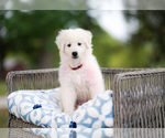 Small #4 Great Pyrenees