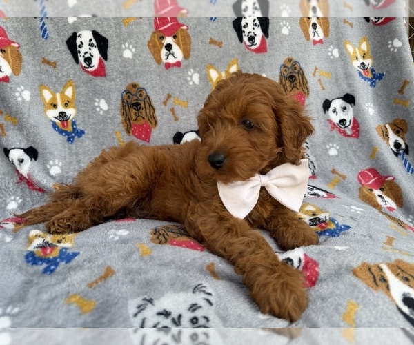 Medium Photo #2 Cavapoo (Miniature) Puppy For Sale in LAKELAND, FL, USA