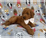 Small #1 Cavapoo (Miniature)