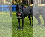 Conner- father of the Solar litter - Male Labrador Retriever-Unknown Mix Dog for Adoption - Small photo