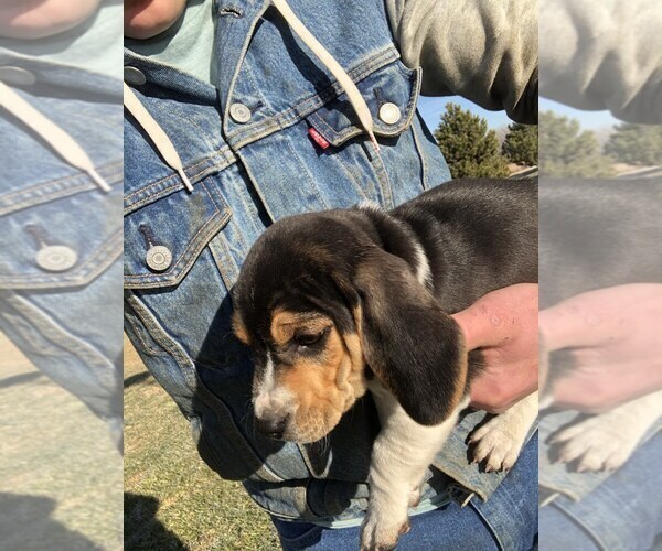 Medium Photo #4 Beagle Puppy For Sale in DURHAM, KS, USA
