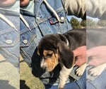 Small Photo #4 Beagle Puppy For Sale in DURHAM, KS, USA