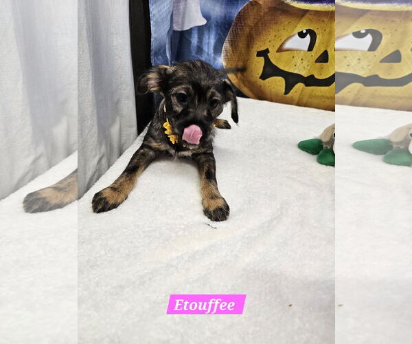 Medium Photo #2 Jack Russell Terrier-Unknown Mix Puppy For Sale in Metairie, LA, USA