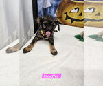 Small #1 Jack Russell Terrier Mix