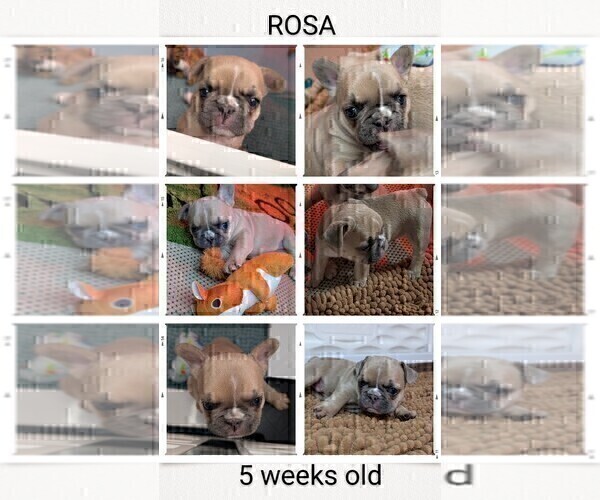 Medium Photo #15 French Bulldog Puppy For Sale in MCKINLEYVILLE, CA, USA