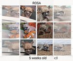 Small Photo #15 French Bulldog Puppy For Sale in MCKINLEYVILLE, CA, USA