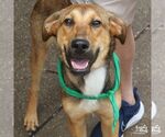 Small Beagle Mix