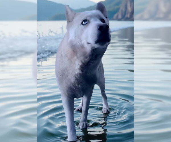 Medium Photo #4 Siberian Husky Puppy For Sale in Pasadena, CA, USA