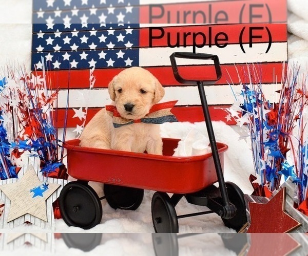 Medium Photo #1 Labradoodle Puppy For Sale in HEMET, CA, USA