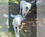Small #7 Great Pyrenees