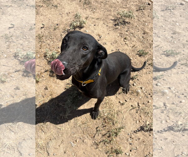 Medium Photo #2 Labrador Retriever-Unknown Mix Puppy For Sale in Amarillo, TX, USA