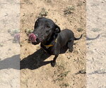 Small #1 Labrador Retriever Mix