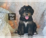 Small #5 Bernedoodle