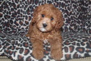 Cavapoo Puppy for sale in FRESNO, OH, USA