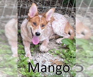 Red Heeler-Unknown Mix Dogs for adoption in Mountain View, AR, USA