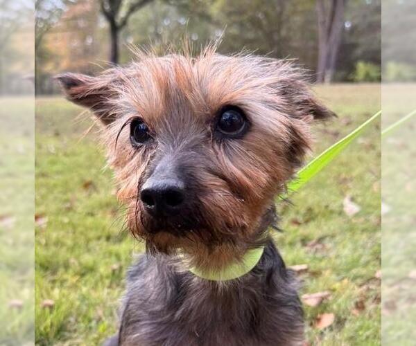 Medium Photo #1 Mutt Puppy For Sale in Yardley, PA, USA