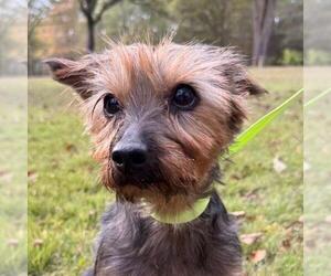 Mutt Dogs for adoption in Yardley, PA, USA