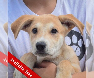 Anatolian Shepherd-German Shepherd Dog Mix Dogs for adoption in Huntley, IL, USA