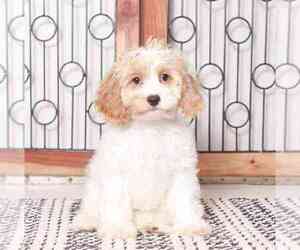 Cockapoo Puppy for sale in NAPLES, FL, USA