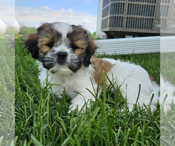 Medium Photo #3 Cava-Tzu Puppy For Sale in KEWAUNEE, WI, USA