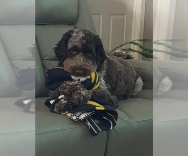 Medium Photo #3 Portuguese Water Dog Puppy For Sale in Chandler, AZ, USA