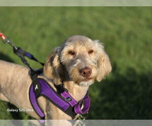 Missy - Female Labrador Retriever-Unknown Mix Dog for Adoption - Photo #3
