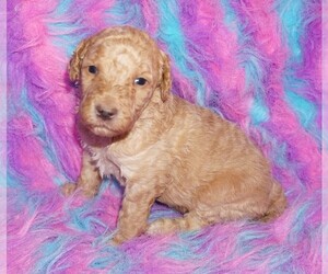 Labradoodle Puppy for sale in LA HABRA, CA, USA