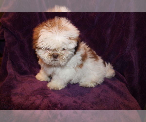 Medium Photo #3 Shih Tzu Puppy For Sale in BLOOMINGTON, IN, USA
