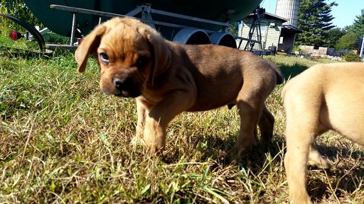 Medium Photo #1 Cane Corso Puppy For Sale in MAZOMANIE, WI, USA