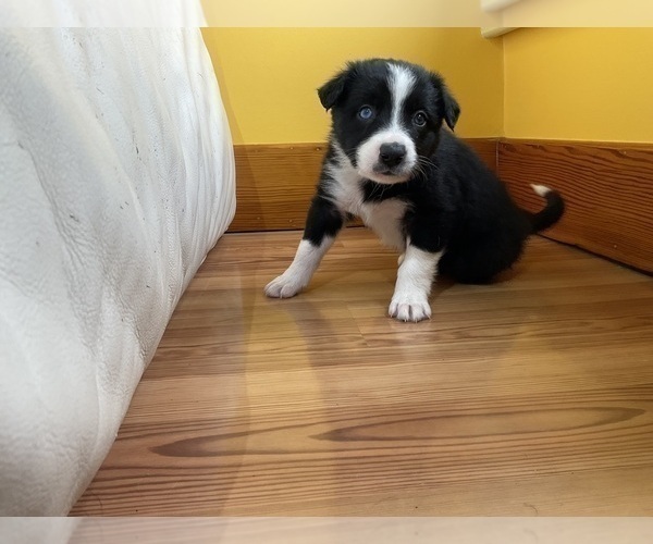Medium Photo #12 Border Collie Puppy For Sale in KANSAS CITY, MO, USA