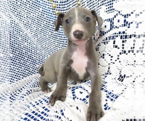 Italian Greyhound Dog for Adoption in NORWOOD, Missouri USA
