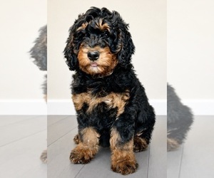 Bernedoodle Puppy for sale in O FALLON, MO, USA