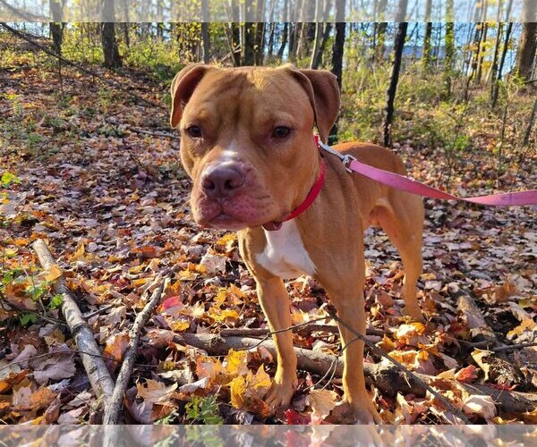 Medium Photo #4 American Pit Bull Terrier-Unknown Mix Puppy For Sale in Lockport, NY, USA
