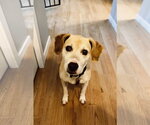Chelsea *Help I need a foster home!* Sweet Senior! - Female Labbe Dog for Adoption - Small photo