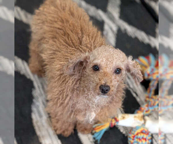 Medium Photo #1 Cavapoo (Miniature) Puppy For Sale in GOSHEN, IN, USA