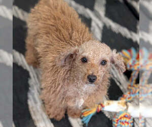 Father of the Cavapoo (Miniature) puppies born on 02/11/2026