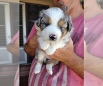 Small Photo #8 Australian Shepherd Puppy For Sale in LA MIRADA, CA, USA