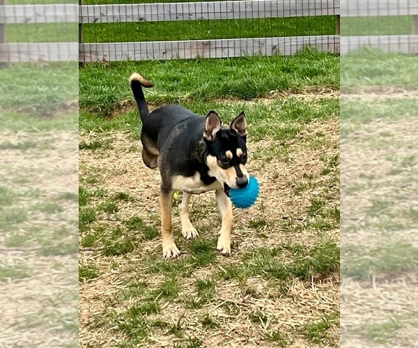 Medium Photo #2 Mutt Puppy For Sale in Germantown, OH, USA