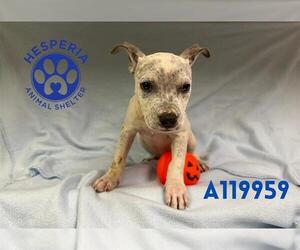 American Pit Bull Terrier Dogs for adoption in HESPERIA, CA, USA