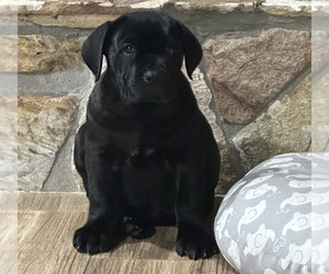 Cane Corso Puppy for sale in LAKE ALFRED, FL, USA