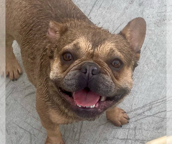 Medium Photo #1 French Bulldog-Unknown Mix Puppy For Sale in Newport Beach, CA, USA