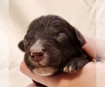 Small #3 F2 Aussiedoodle