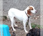 Small Photo #10 American Foxhound-Unknown Mix Puppy For Sale in Minneapolis, MN, USA