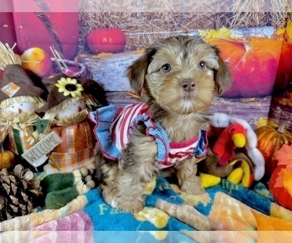 Medium Photo #6 Morkie Puppy For Sale in CASSVILLE, MO, USA