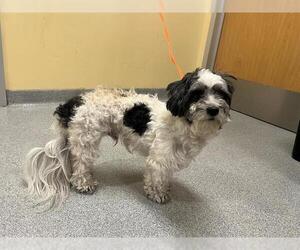 ShihPoo Dogs for adoption in Orange, CA, USA